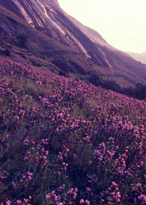 Neelakurinji flowers blooming across the hills of Munnar in Kerala during the rare 12-year bloom season in the Western Ghats.