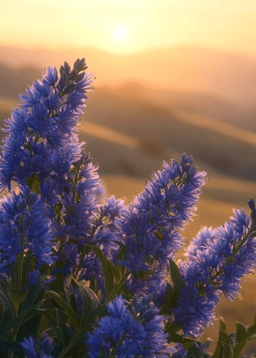 Neelakurinji flowers blooming across the hills of Munnar in Kerala during the rare 12-year bloom season in the Western Ghats.