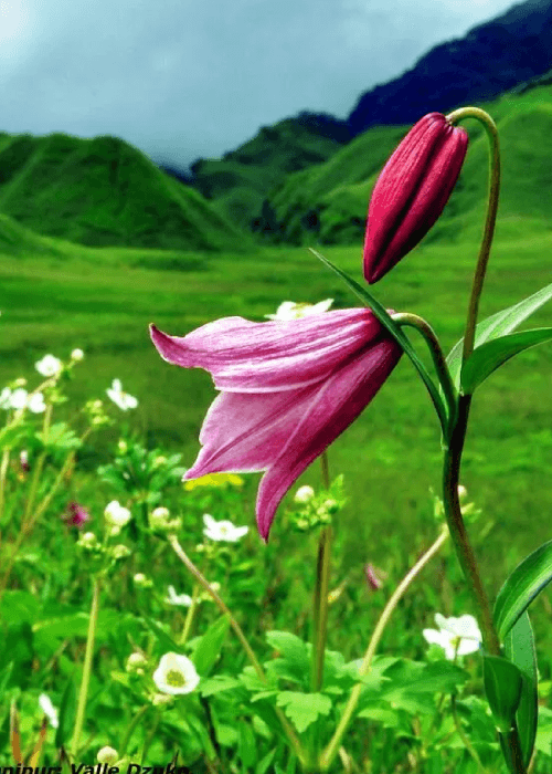 Rare Shirui Lily flowers blooming on Shirui Hills in Ukhrul, Manipur during the annual Shirui Lily Festival in India.