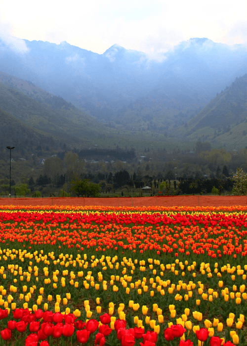 Millions of colourful tulips blooming at the Indira Gandhi Memorial Tulip Garden in Srinagar, Asia’s largest tulip garden during the Kashmir Tulip Festival.