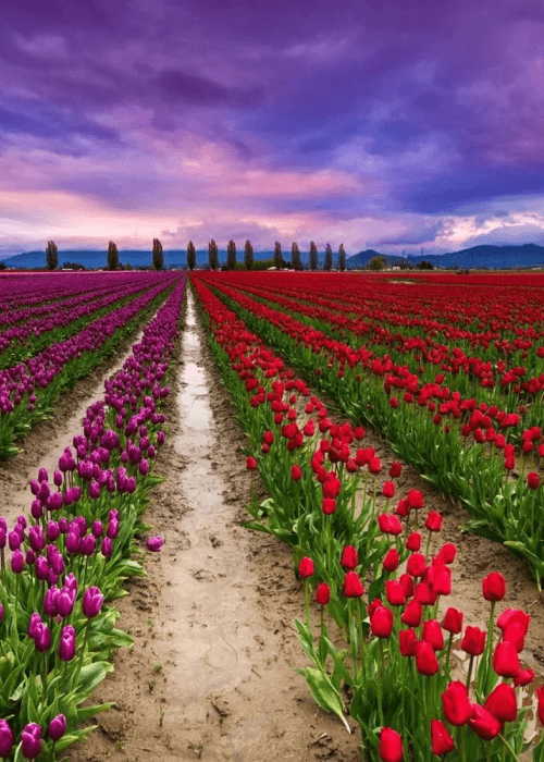Millions of colourful tulips blooming at the Indira Gandhi Memorial Tulip Garden in Srinagar, Asia’s largest tulip garden during the Kashmir Tulip Festival.