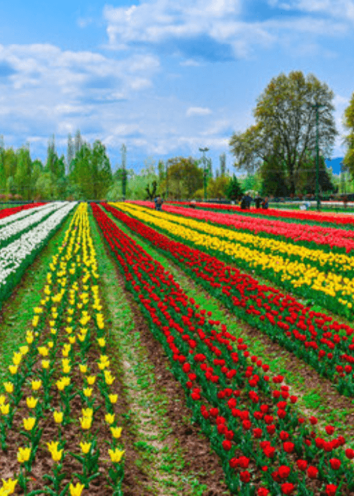 Millions of colourful tulips blooming at the Indira Gandhi Memorial Tulip Garden in Srinagar, Asia’s largest tulip garden during the Kashmir Tulip Festival.