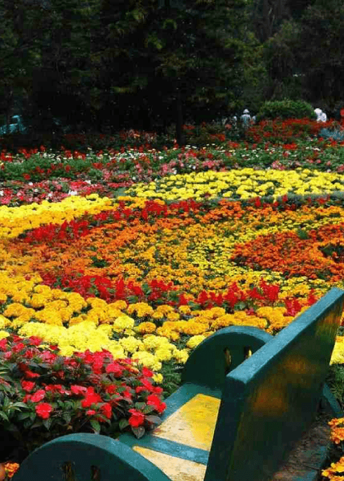Colourful floral displays and flower sculptures at the Ooty Flower Show in Tamil Nadu featuring over 50,000 flower pots and 275 flower varieties.