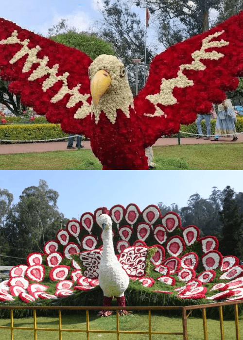 Colourful floral displays and flower sculptures at the Ooty Flower Show in Tamil Nadu featuring over 50,000 flower pots and 275 flower varieties.