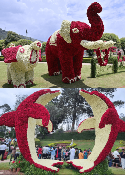 Colourful floral displays and flower sculptures at the Ooty Flower Show in Tamil Nadu featuring over 50,000 flower pots and 275 flower varieties.