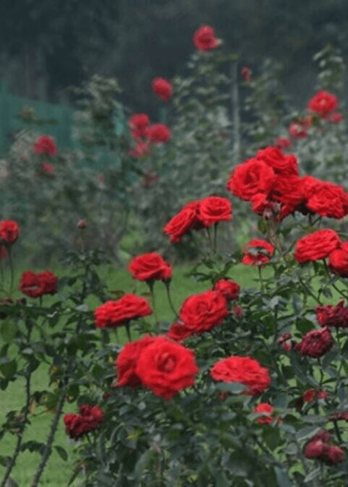 Colourful rose varieties at the Chandigarh Rose Festival held at Zakir Hussain Rose Garden, one of the largest rose gardens in Asia.