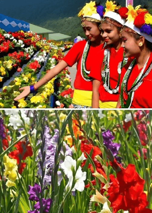 Orchids and Himalayan flowers showcased at the Sikkim International Flower Festival in Gangtok featuring Sikkim’s rich floral biodiversity.