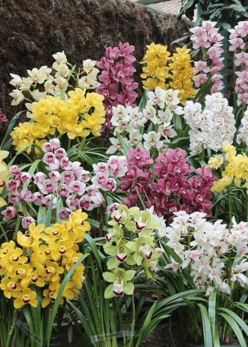 Orchids and Himalayan flowers showcased at the Sikkim International Flower Festival in Gangtok featuring Sikkim’s rich floral biodiversity.