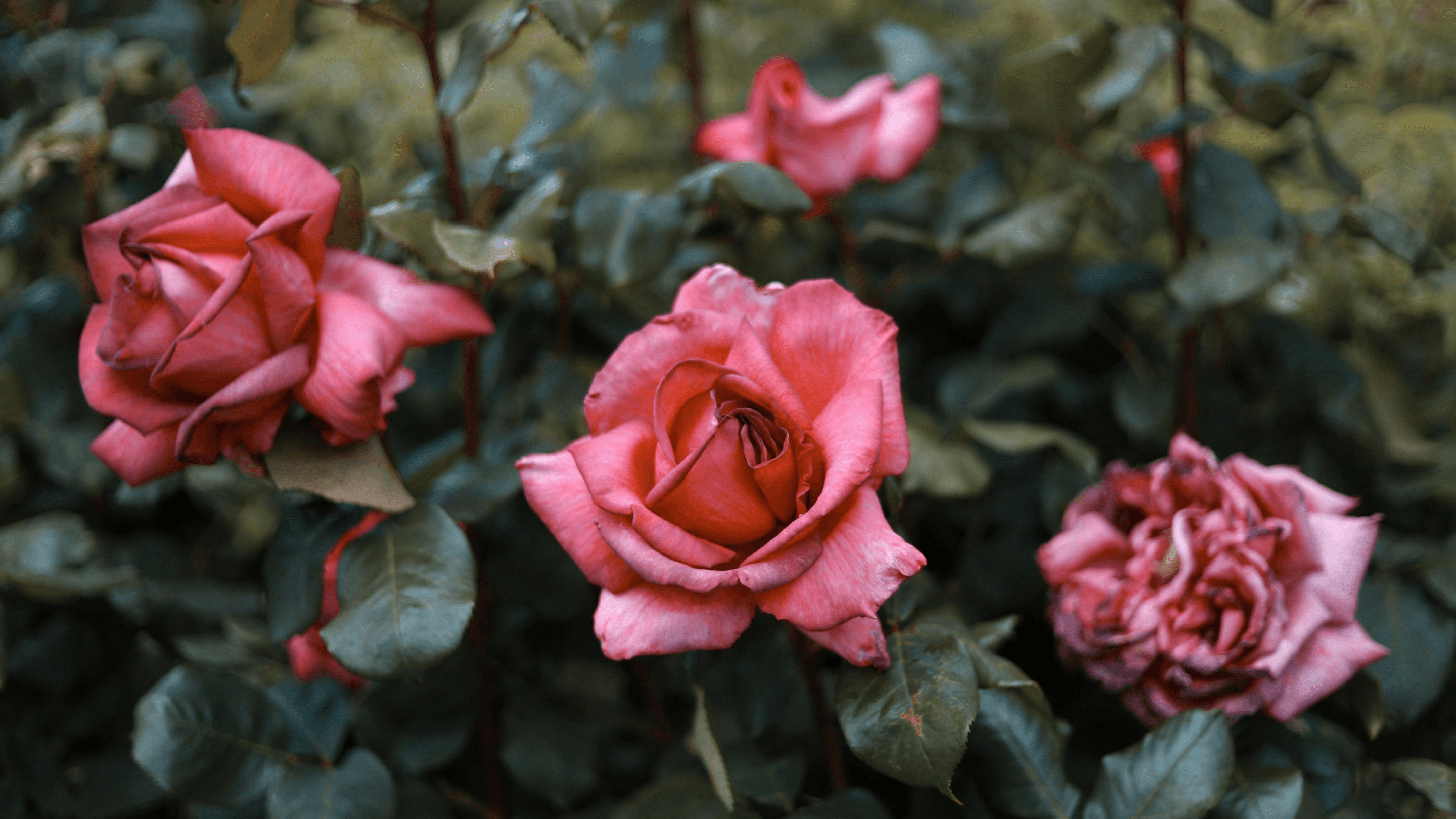 As Muse: Love, Memory, and Florals on Fabric 