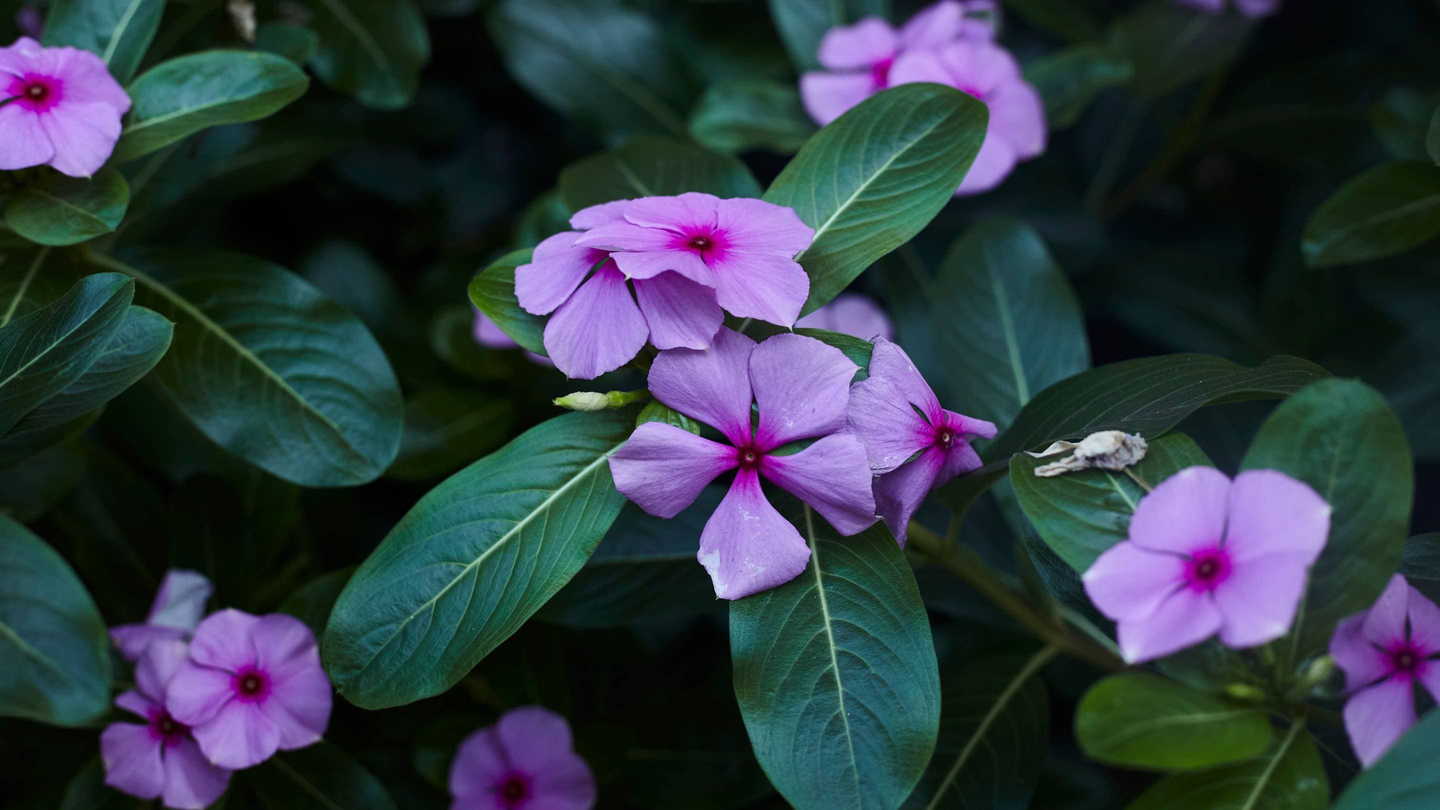 Periwinkle (Sadabahar) flowers blooming in a lush garden
