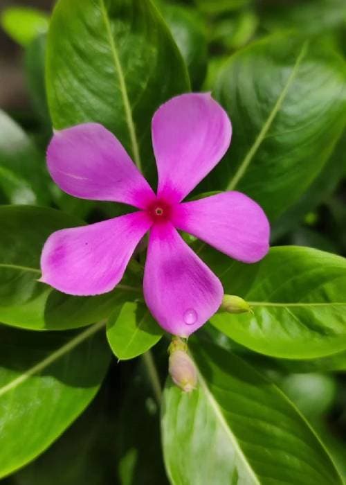 Periwinkle Flower (Sadabahar): Interesting Facts, Colours, Origin & Medicinal and Health Benefits 