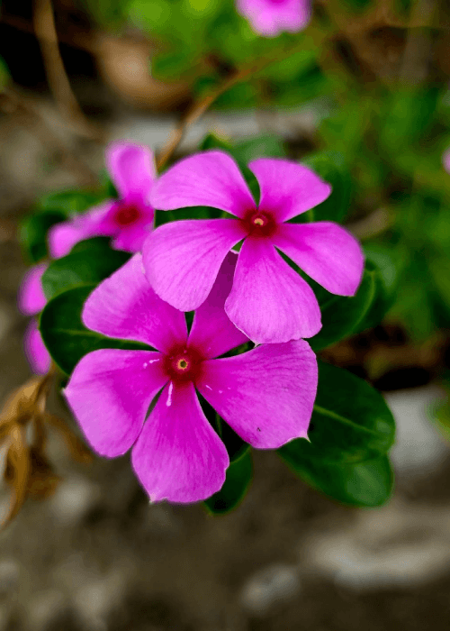 Periwinkle Flower (Sadabahar): Interesting Facts, Colours, Origin & Medicinal and Health Benefits 