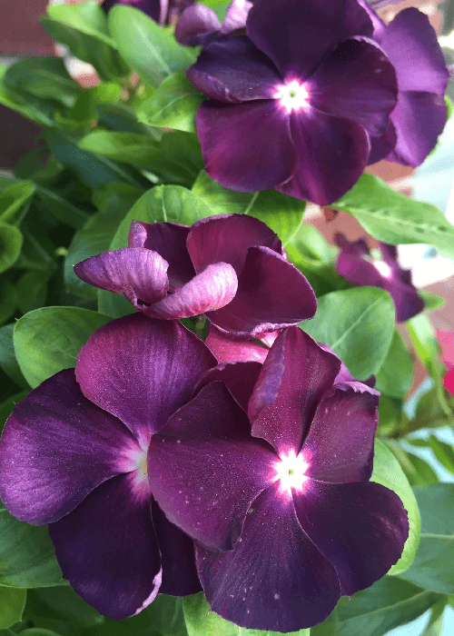 different colors of sadabahar flowers | phoolbagan | the floral way of living 