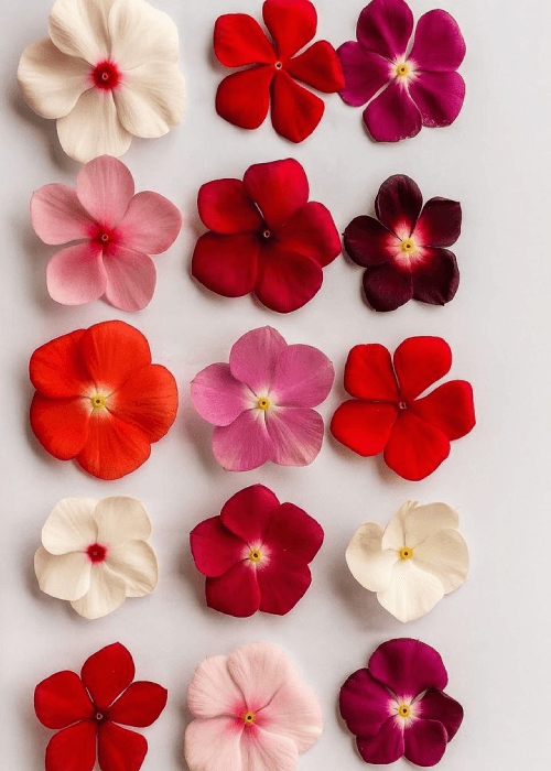 different colors of sadabahar flowers | phoolbagan | the floral way of living 