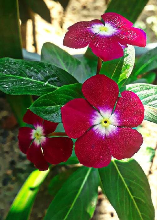 different colors of sadabahar flowers | phoolbagan | the floral way of living 