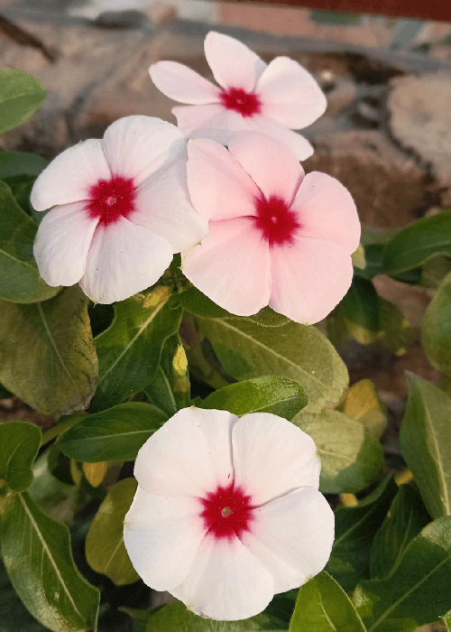 different colors of sadabahar flowers | phoolbagan | the floral way of living 