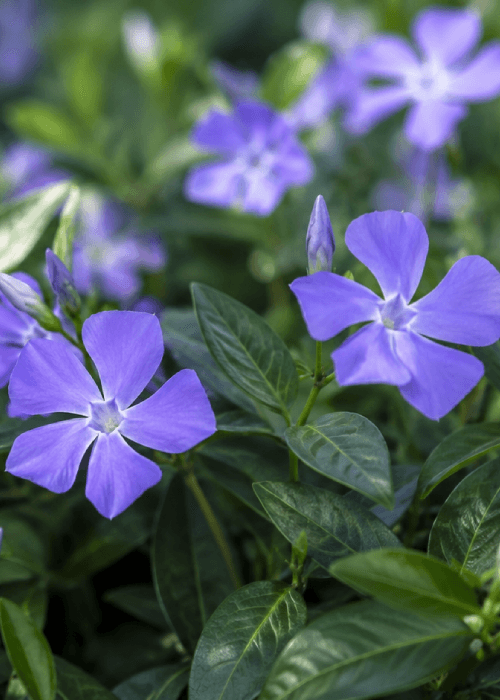 Periwinkle color of sadabahar flowers | phoolbagan | the floral way of living 