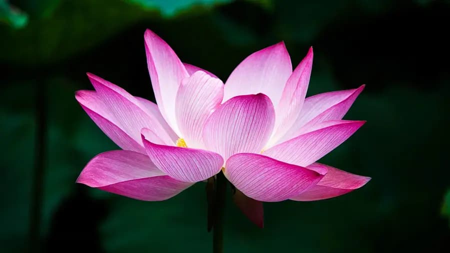lotus image